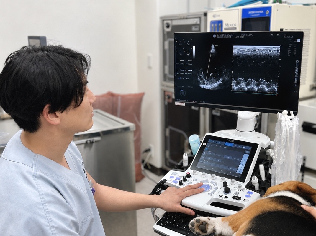 モニターを見ながら超音波（エコー）検査でわんちゃんの健康診断を行う獣医師