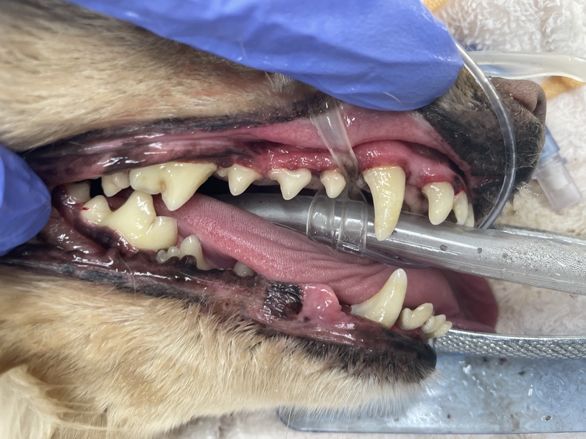 麻酔下スケーリング処置後の犬の歯。歯石が取り除かれ、歯の表面が清潔になった状態。