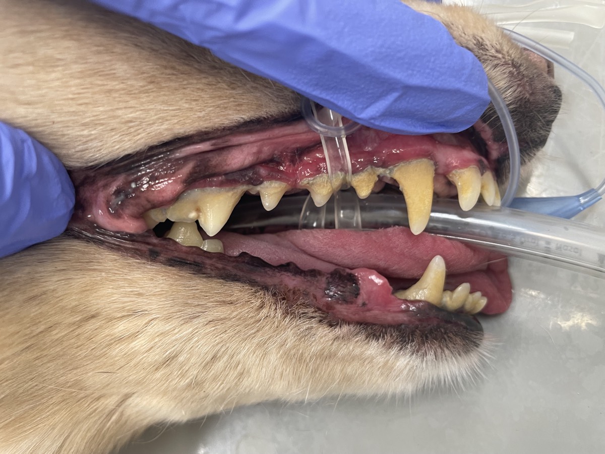 麻酔下スケーリング処置前の犬の歯。歯に黄色い歯石が多く付着している状態。