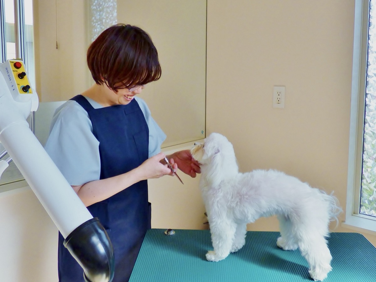 トリミング中の犬の様子